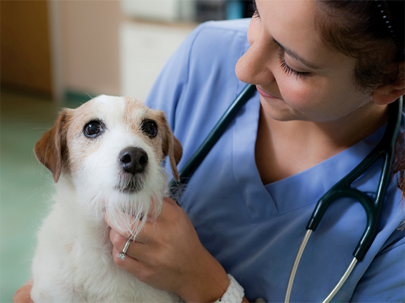 Canine Hypoadrenocorticism